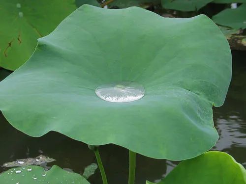 能包粽子的树叶，你认识几种？