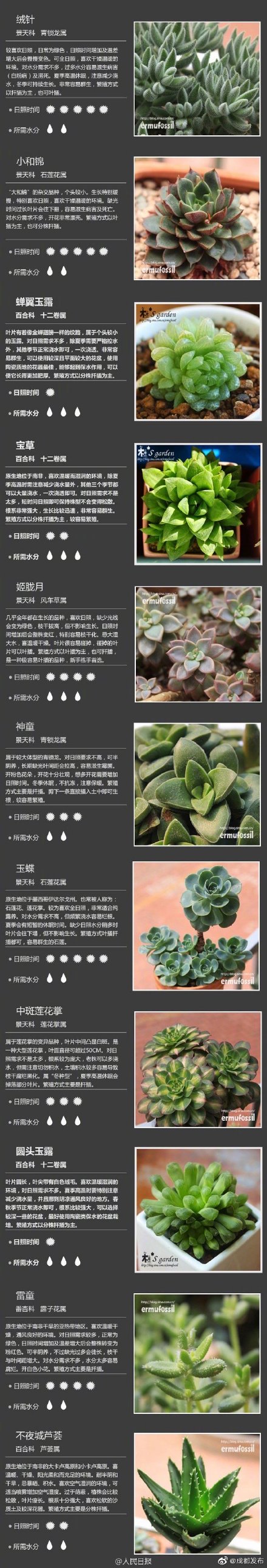 100种多肉植物对照图,再也不愁叫什么名字了