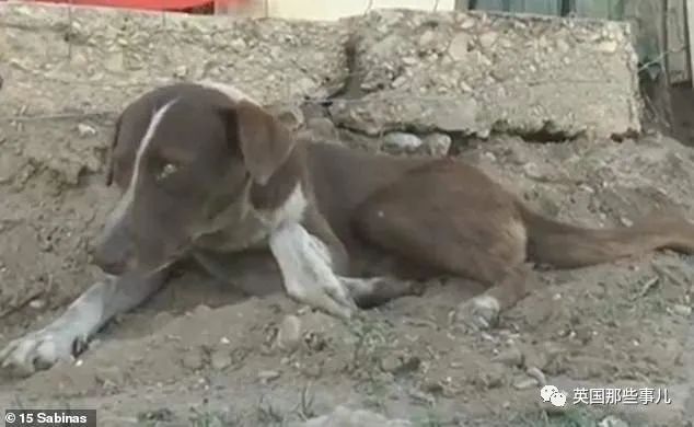 墨西哥版“忠犬八公”！主人矿场遇难，狗子绝食三周，等他回家…