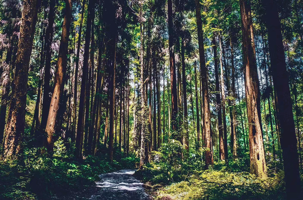 夏枕温席·一梦清凉~平武这个夏日宝藏打卡地，藏着20℃的清爽！（附民宿推荐）