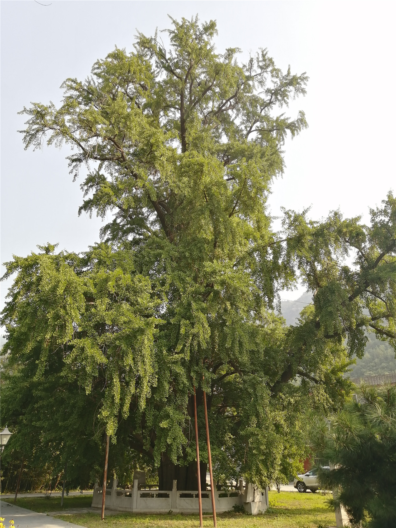 北京的大西山，藏着这些存世千年的“树妖”