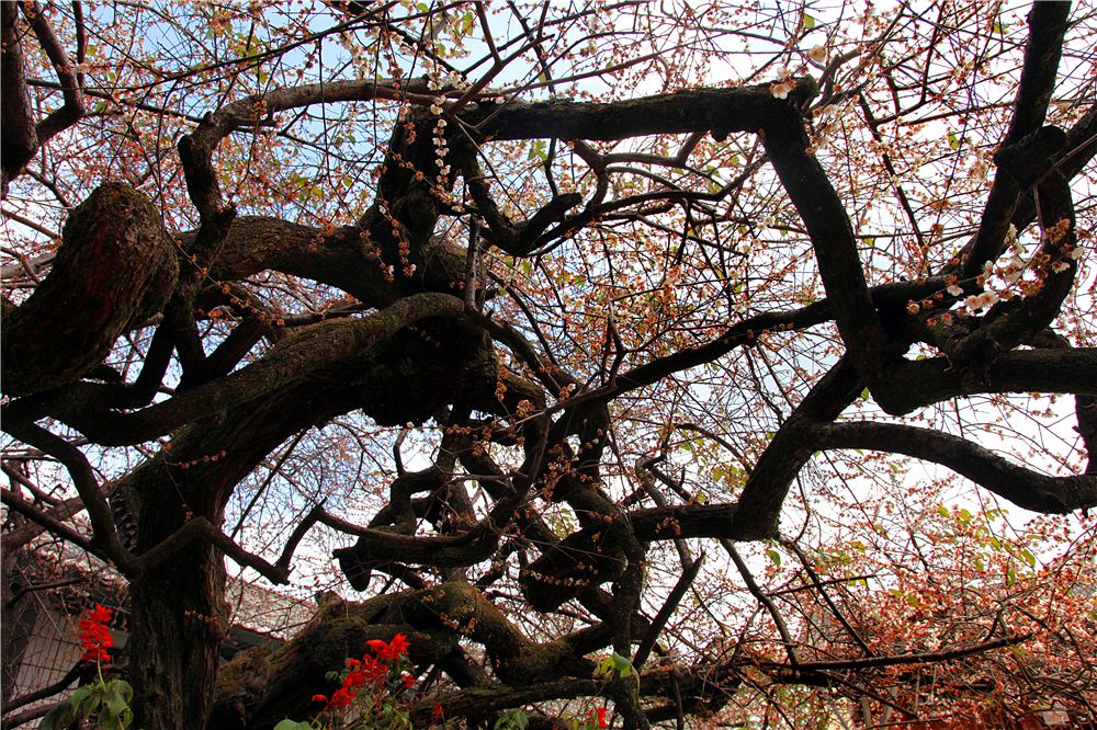 (陶嘉隆 摄影)盛夏时节,树影婆娑,梅果满枝;寒冬腊月,满树繁花似雪