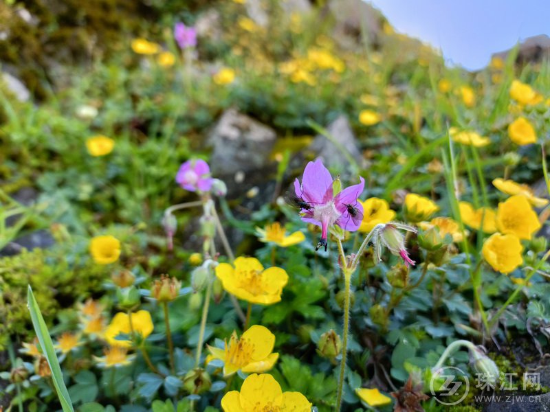 蓝天、白云、绿草、繁花、牛羊肥壮，打卡大海草山