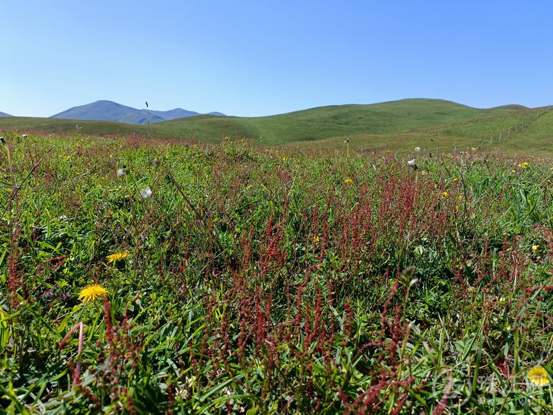 蓝天、白云、绿草、繁花、牛羊肥壮，打卡大海草山