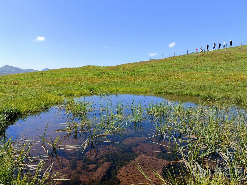 蓝天、白云、绿草、繁花、牛羊肥壮，打卡大海草山