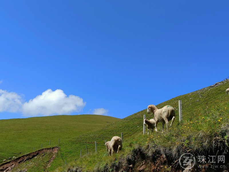 蓝天、白云、绿草、繁花、牛羊肥壮，打卡大海草山