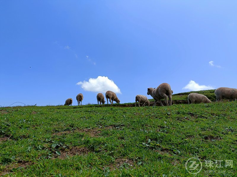 蓝天、白云、绿草、繁花、牛羊肥壮，打卡大海草山