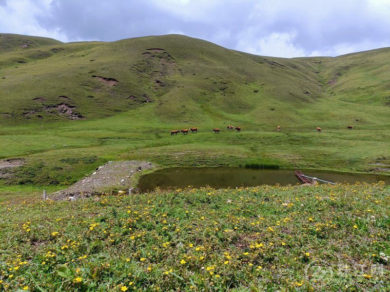 蓝天、白云、绿草、繁花、牛羊肥壮，打卡大海草山