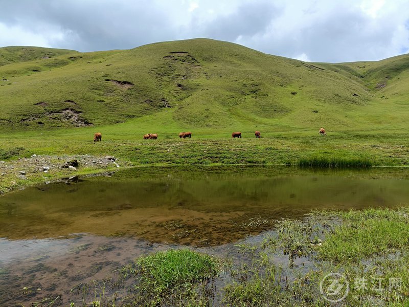 蓝天、白云、绿草、繁花、牛羊肥壮，打卡大海草山