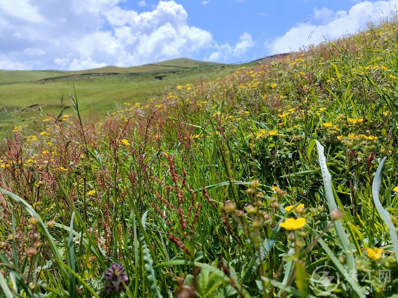 蓝天、白云、绿草、繁花、牛羊肥壮，打卡大海草山