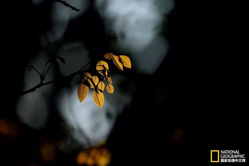 立秋 | 夕风微报响，古木暗藏秋