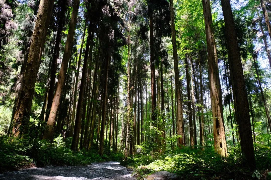 夏枕温席·一梦清凉~平武这个夏日宝藏打卡地，藏着20℃的清爽！（附民宿推荐）