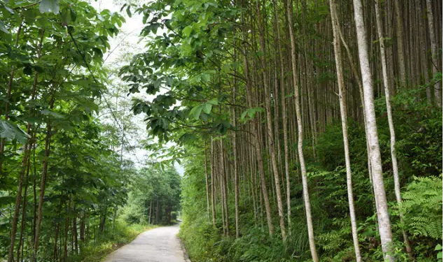 夏枕温席·一梦清凉~平武这个夏日宝藏打卡地，藏着20℃的清爽！（附民宿推荐）