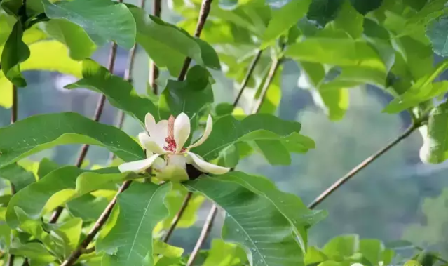 夏枕温席·一梦清凉~平武这个夏日宝藏打卡地，藏着20℃的清爽！（附民宿推荐）