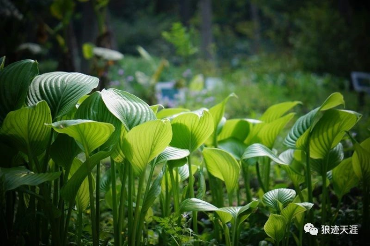 农历中国 | 七月初八 · 玉簪花