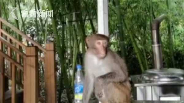 养猴子犯法吗,