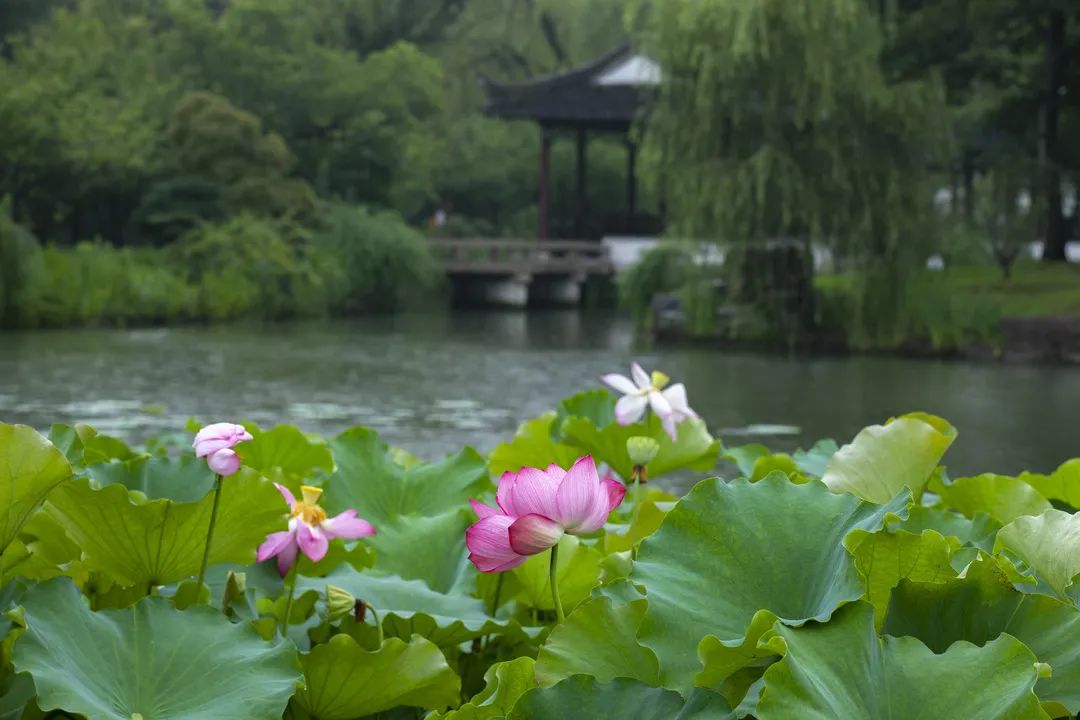 运河十景 | 斜而不倒，屹立千年，走进吴中第一名胜