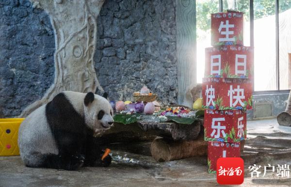 海南熊猫兄弟贡贡舜舜8岁啦！这些生日礼物够时尚