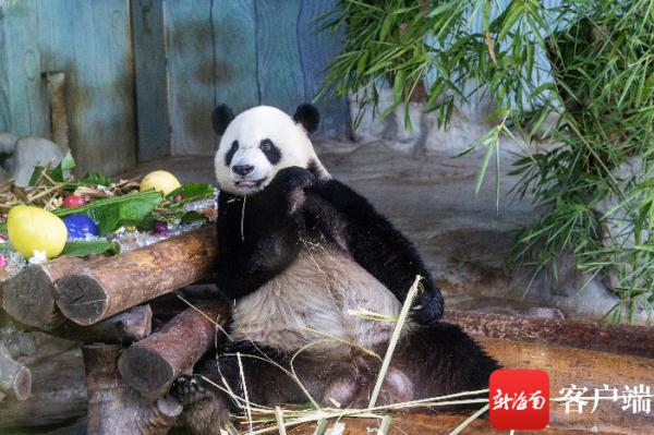 海南熊猫兄弟贡贡舜舜8岁啦！这些生日礼物够时尚
