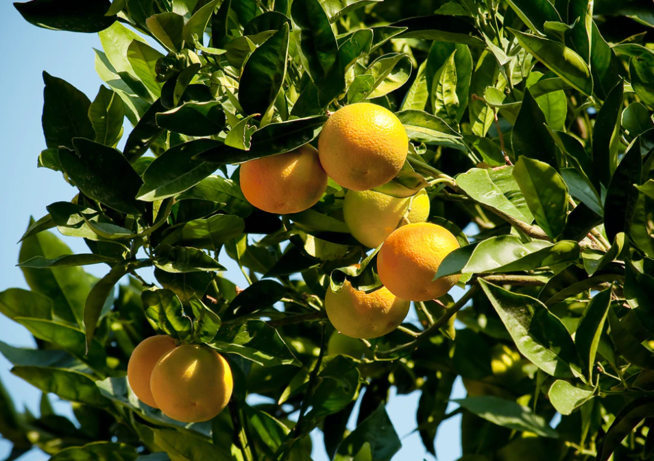 老家的柑树 | 每日好诗