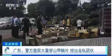 穿山甲鱗片,
