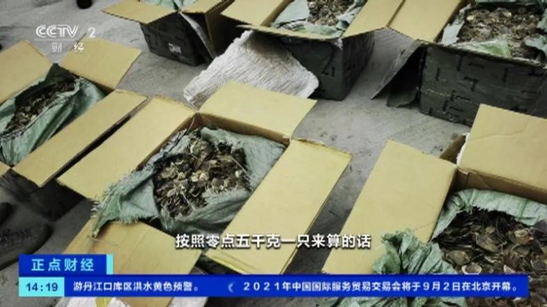 穿山甲鱗片,