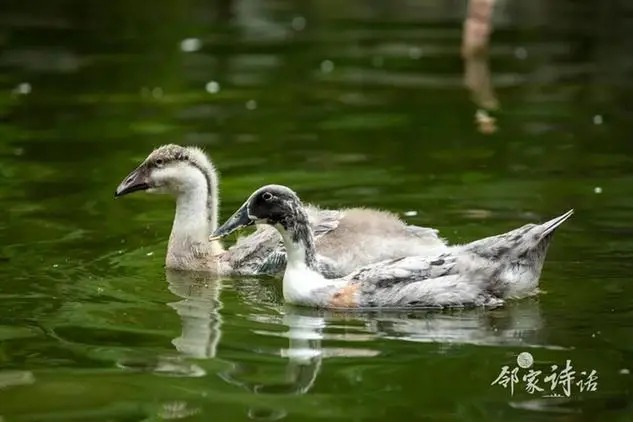 古诗秋思赏析（品读元曲：天净沙·秋思）
