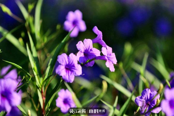 找秋天·分享⑫｜夏末初秋的早晨，偶遇一朵“会说早安的花”