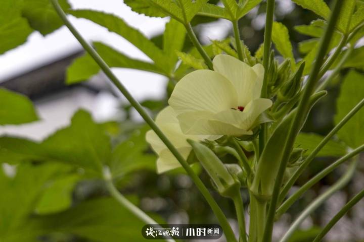 找秋天·分享⑫｜夏末初秋的早晨，偶遇一朵“会说早安的花”