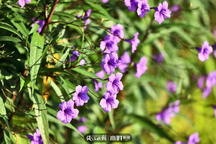 找秋天·分享⑫｜夏末初秋的早晨，偶遇一朵“会说早安的花”