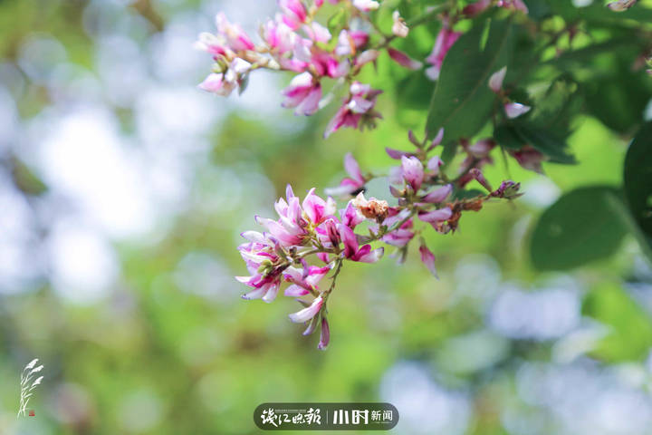 找秋天·分享⑫｜夏末初秋的早晨，偶遇一朵“会说早安的花”