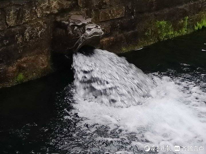 水位29.06米五年最高！济南黑虎泉“怒吼”喷涌而出
