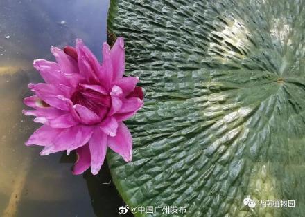 国内少有的亚马逊王莲开花了！就在华南植物园