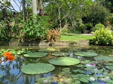 国内少有的亚马逊王莲开花了！就在华南植物园