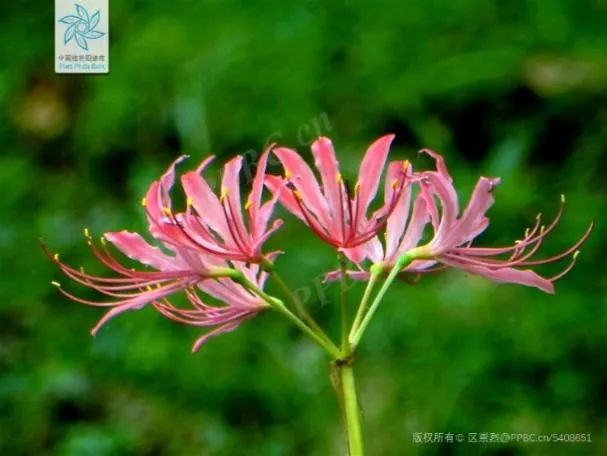 曼珠沙华彼岸花(电影里那株“彼岸花”是你记忆的那棵“曼珠沙华”吗？丨花花万物)