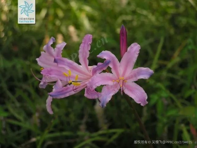 曼珠沙华彼岸花(电影里那株“彼岸花”是你记忆的那棵“曼珠沙华”吗？丨花花万物)