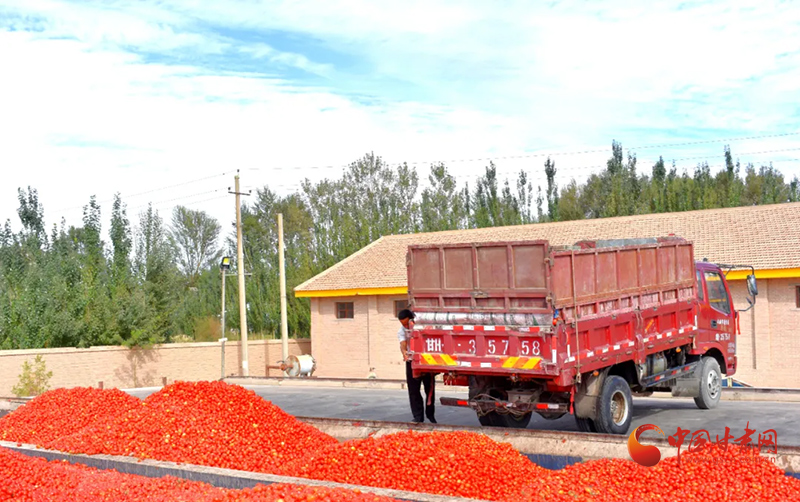 瓜州：“订单”番茄喜获丰收