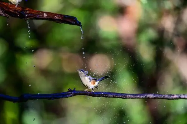 关于鸟的故事（从打鸟人变成护鸟人）