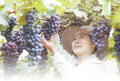 農(nóng)民眼中的豐收