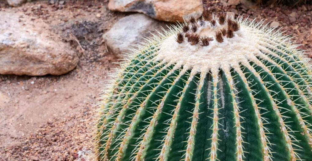 室內綠植——10種最適合室內種植的大型仙人掌植物