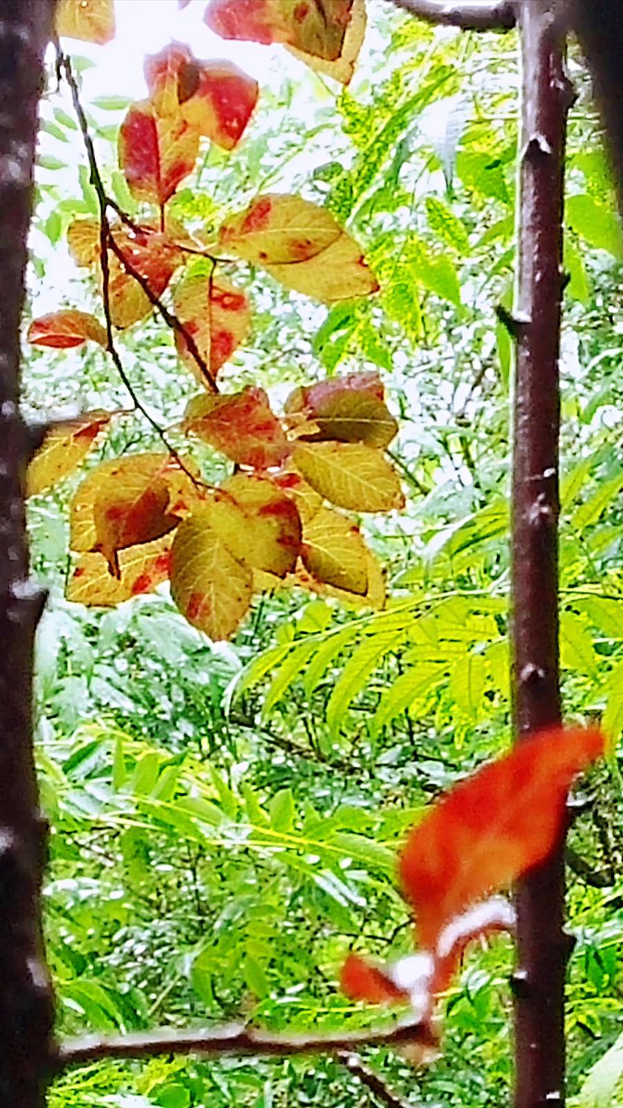 雨中山里走一走，看风景，洗尽风尘慰余生