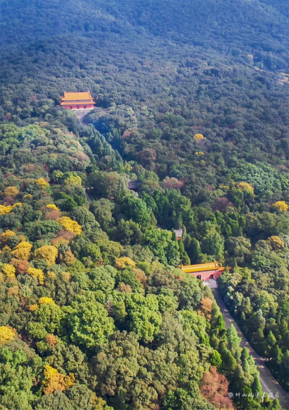 秋到紫金山丨感受浪漫 秋天等你来