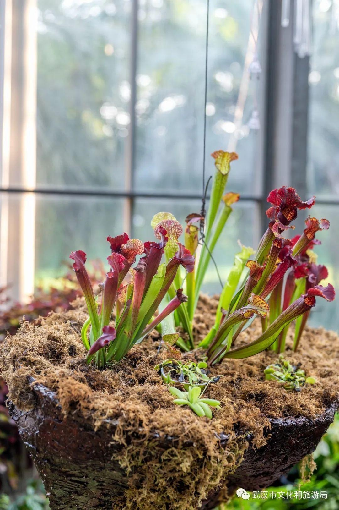 武汉@你，这里有张国庆打卡大全请查收