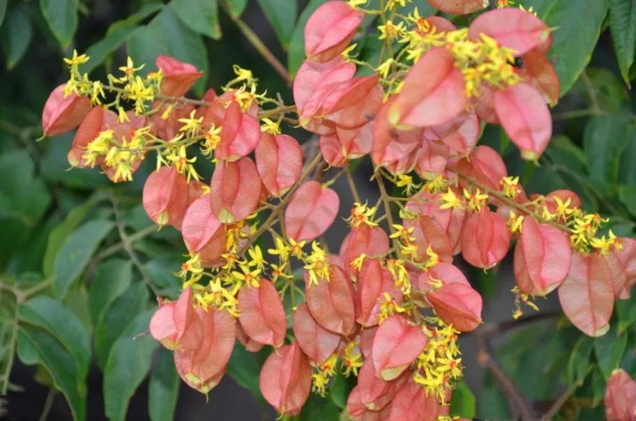 秋色正好,有木名曰栾丨花花万物