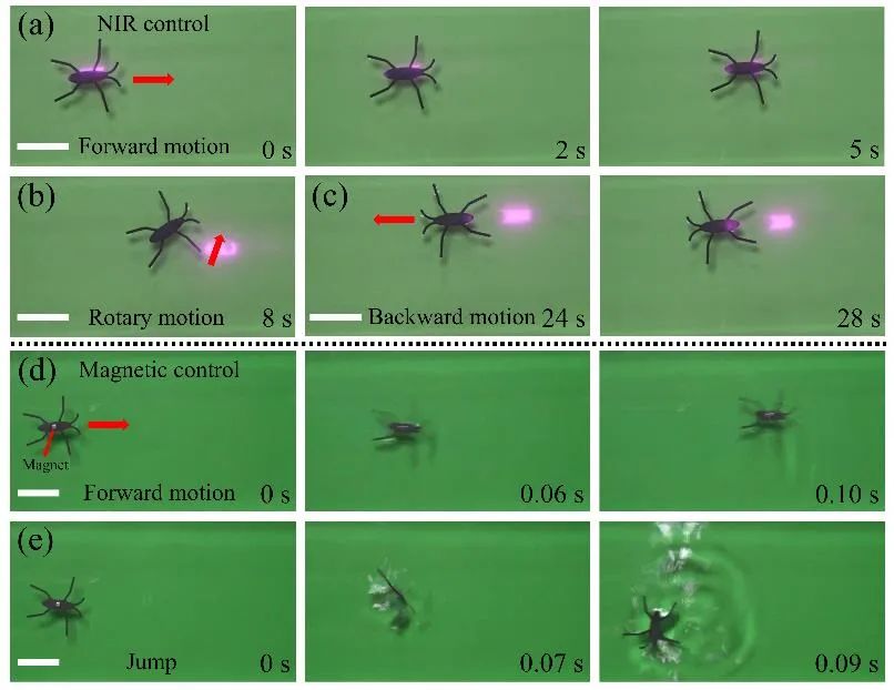 學(xué)習(xí)自然：紅外光與磁場聯(lián)合驅(qū)動(dòng)的仿水黽微型機(jī)器人