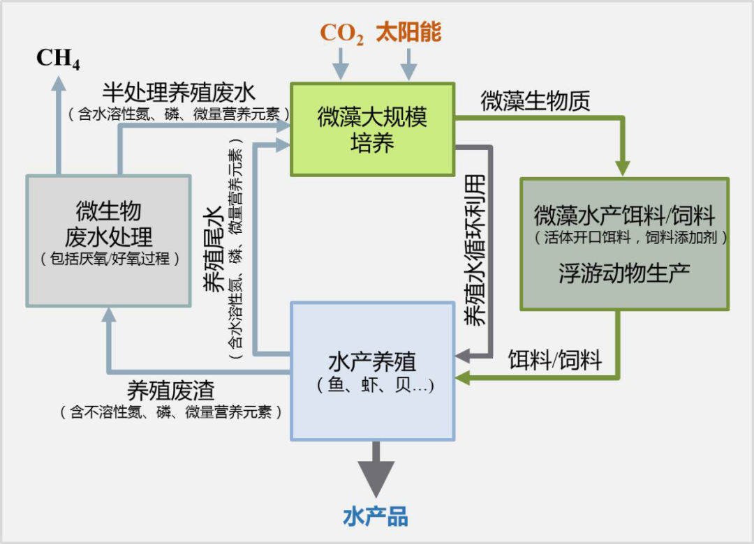 “微藻”與水產(chǎn)美味之間那些你不知道的事兒丨水經(jīng)新注