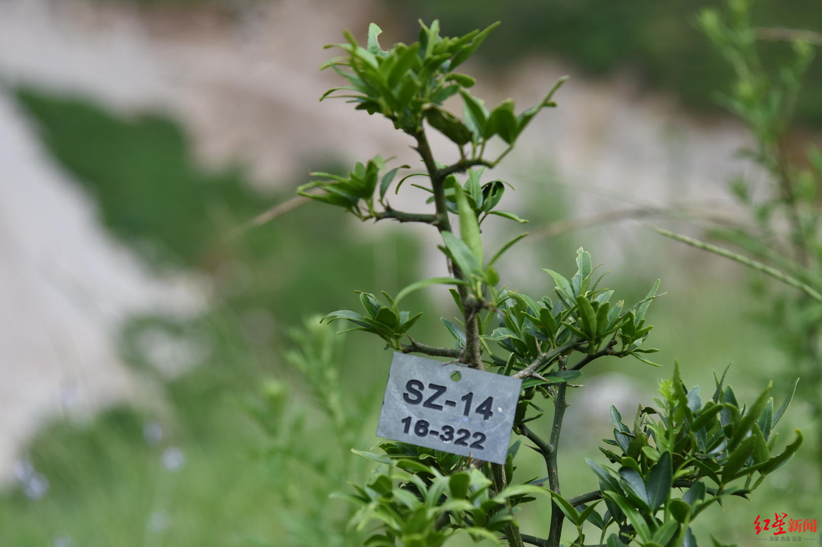COP15 珍稀植物篇|富民枳:原生地已野外灭绝“围墙”外竟发现4株遗落凡间的种