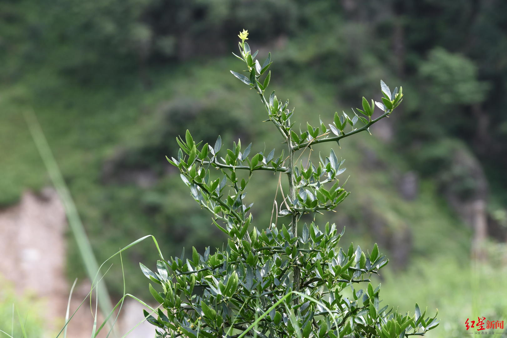 COP15 珍稀植物篇|富民枳:原生地已野外灭绝“围墙”外竟发现4株遗落凡间的种
