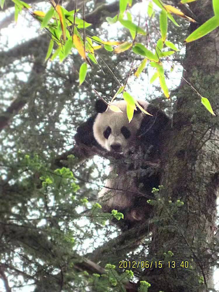大熊猫为啥总爱“住”四川？一文读懂大熊猫分布区域的形成和变化