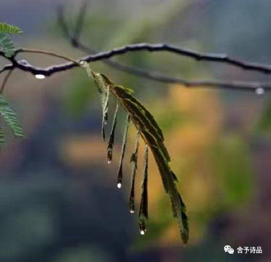 白桦林｜从秋雨的世界路过